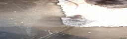Mouse rodents for sale: Fancy mice - Advert 4