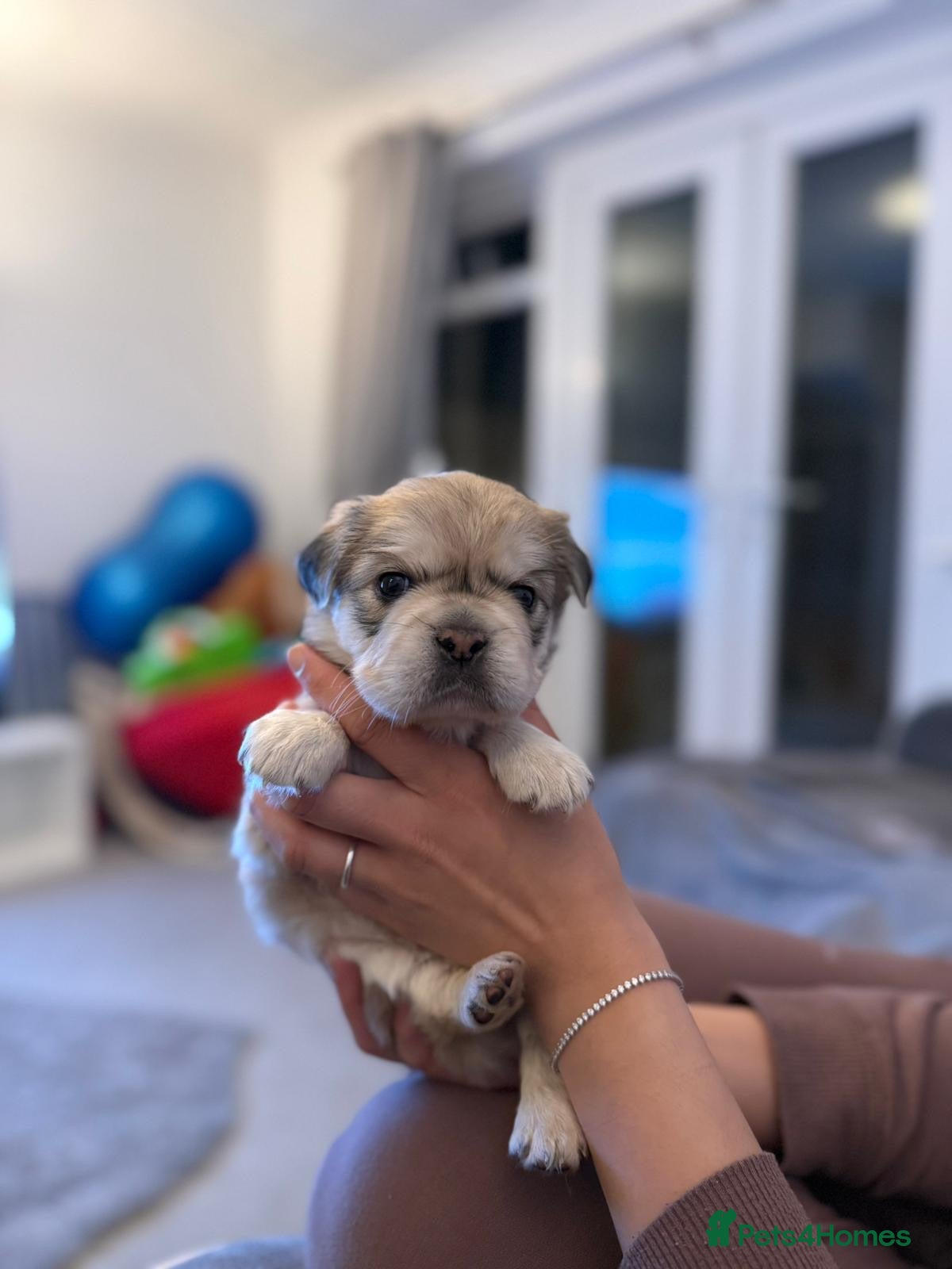 French Bulldog dogs ⭐️KC Registered Rare Litter of EA Husky⭐️ - Advert 18