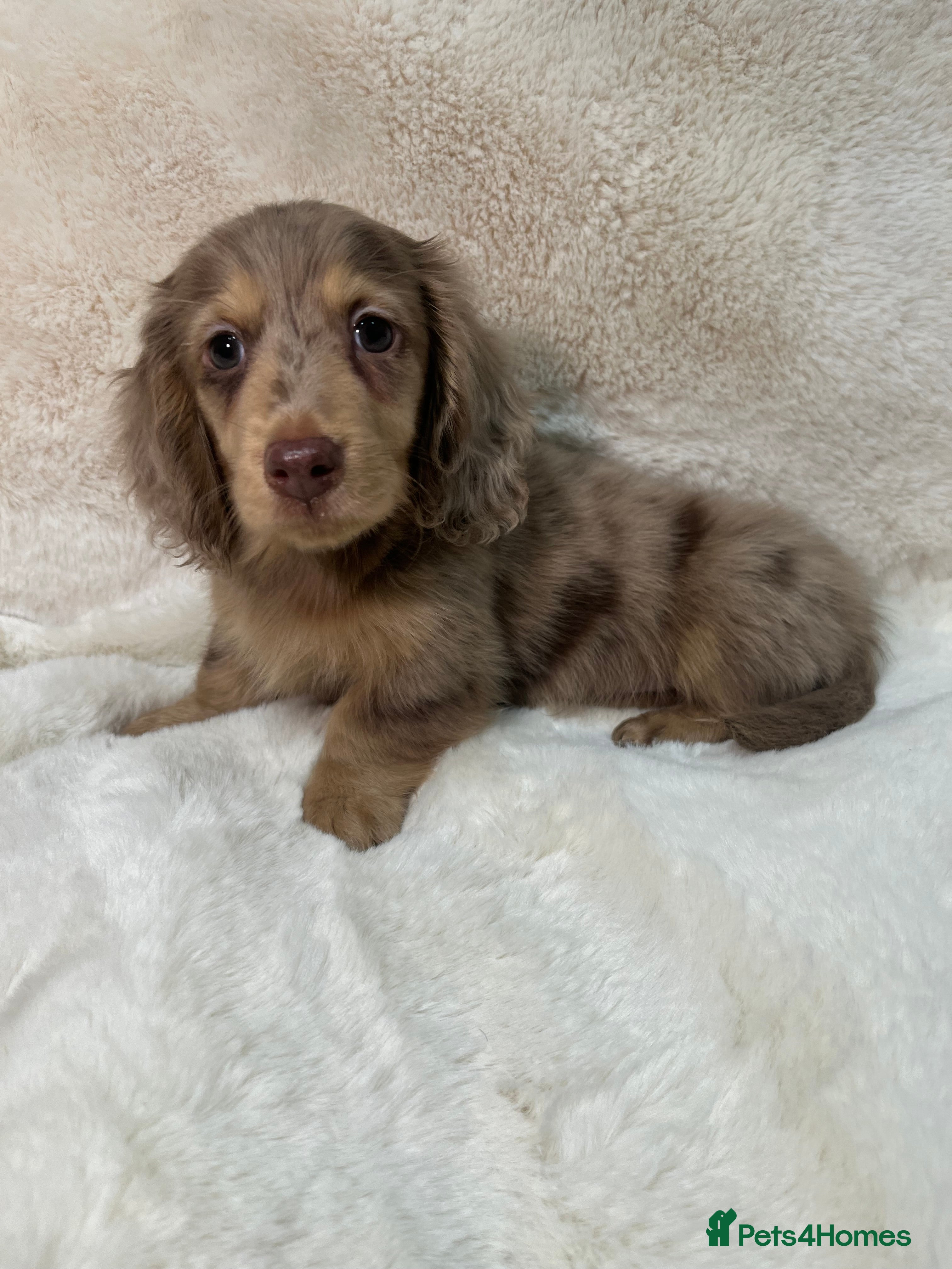 Miniature Dachshund dogs DAPPLE MINIATURE LONGHAIRED DACHSHUND KC REG - Advert 9