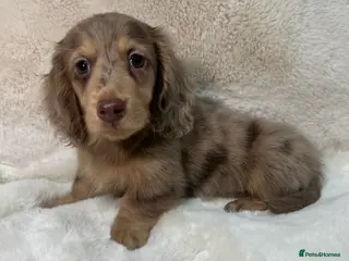Miniature Dachshund dogs DAPPLE MINIATURE LONGHAIRED DACHSHUND KC REG - Advert 9