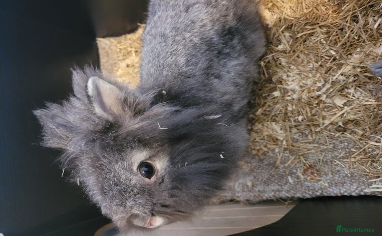 Lionhead rabbits - Advert 2