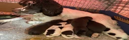 Springador dogs for sale: Beautiful Springador Puppies for Sale 🐾 - Advert 5