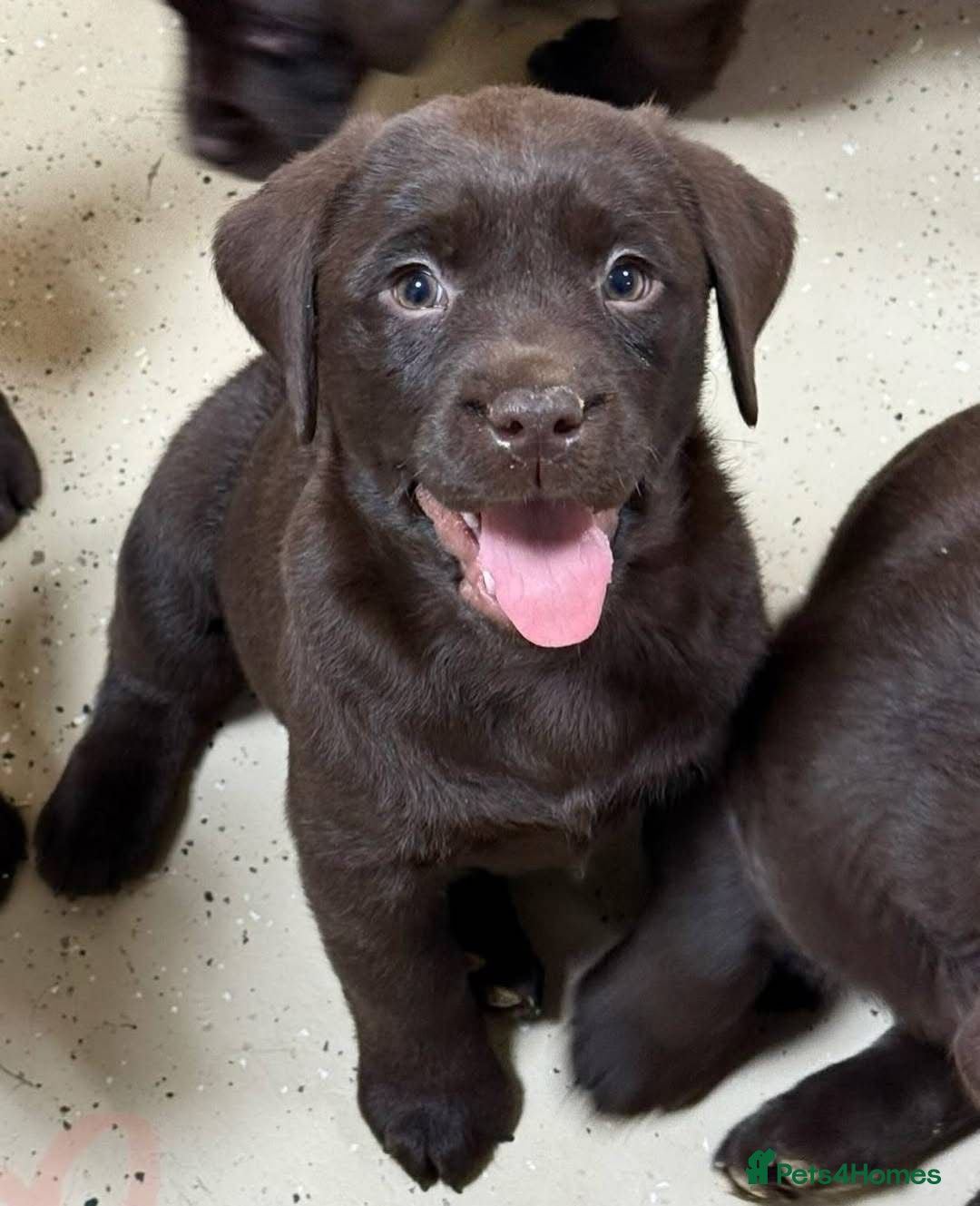 Labrador Retriever dogs for sale: Chocolate Labrador puppies - Image 5