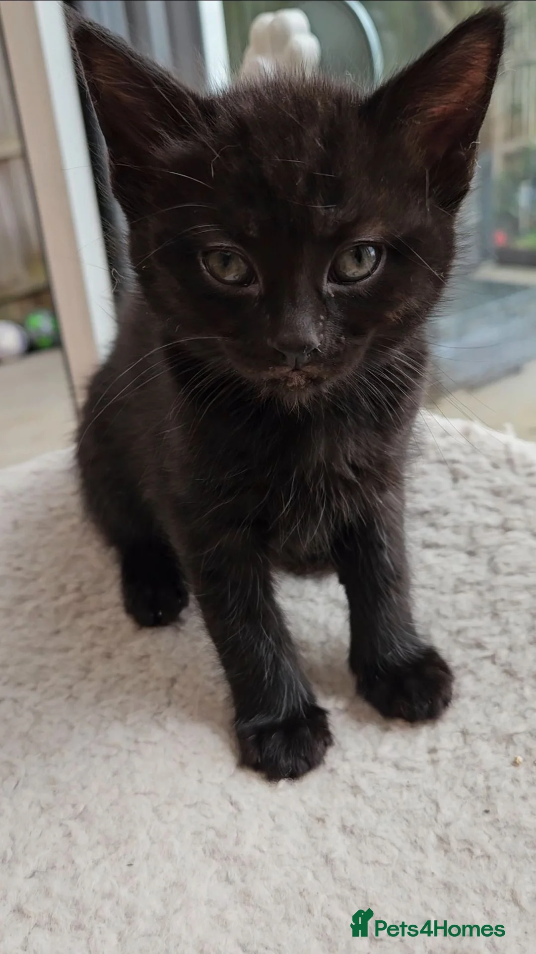 Mixed Breed cats for sale: Ready 4 days black boy kitten Siamese ragdoll mix  - Advert 2