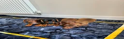 Miniature Dachshund dogs for sale: Miniature dachshund ready to leave in Manchester - Advert 8