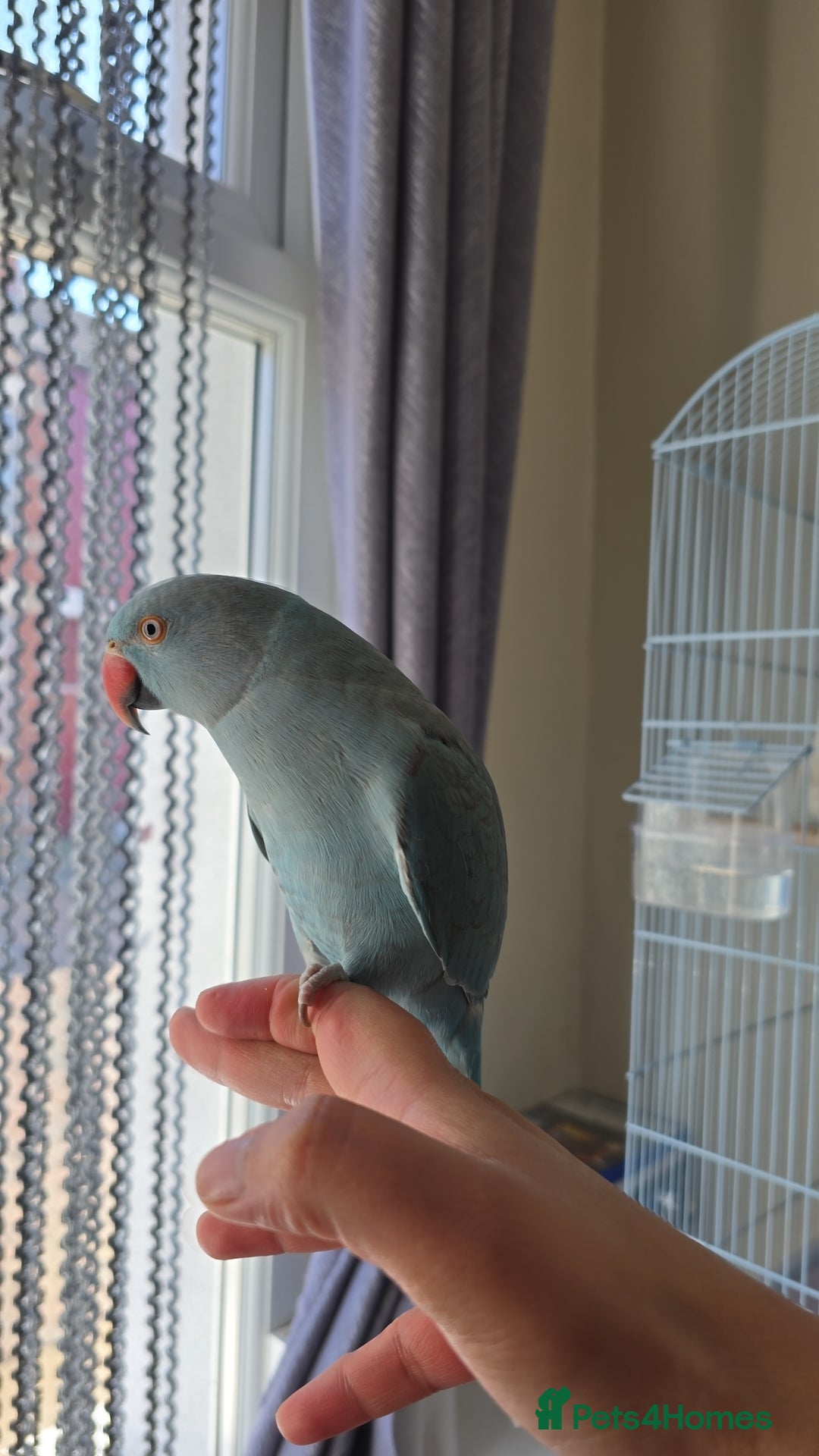 Parrots birds for sale: Blue indian ringneck parrot on sale - Image 4
