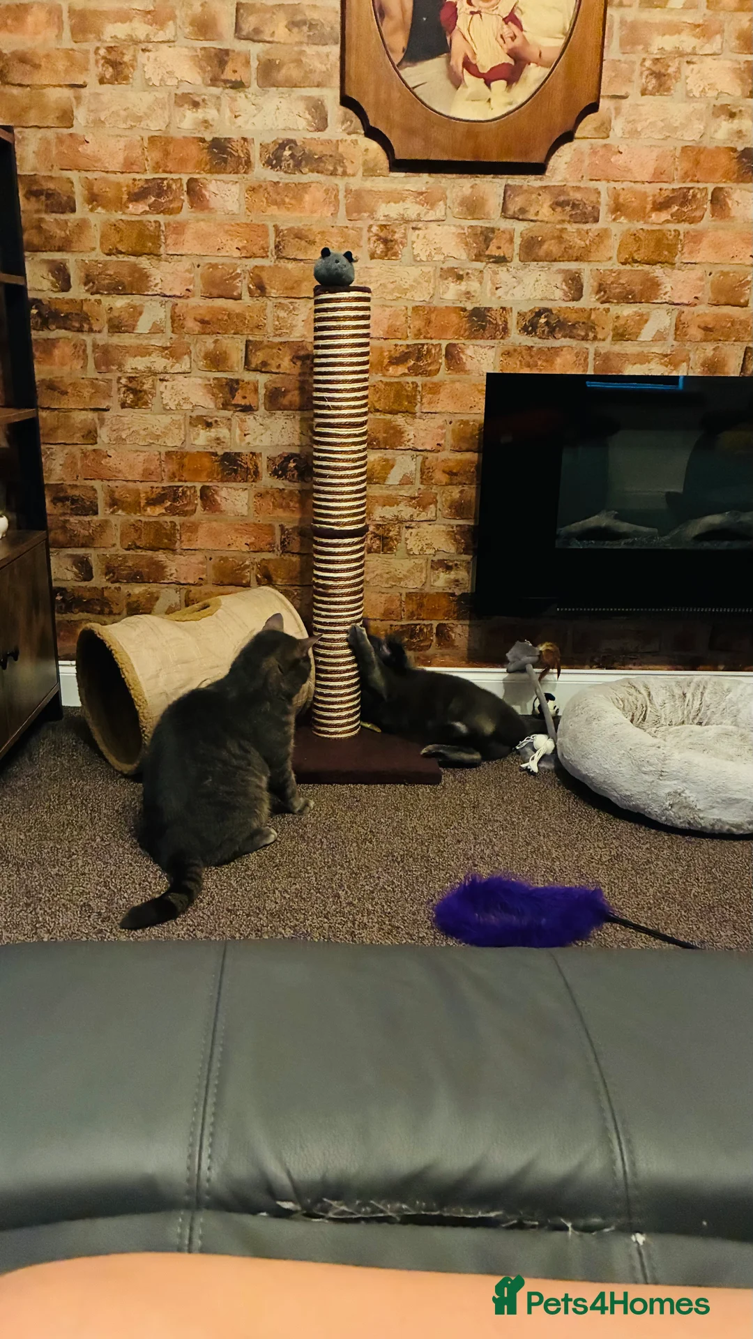 British Shorthair cats for sale: 2 cats for rehoming  - Advert 5