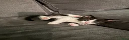 Mixed Breed cats for sale: Beautiful kittens🤍✨ - Advert 9