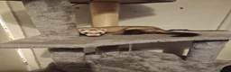 Ferret rodents for sale: Ferret  in Coventry - Advert 2