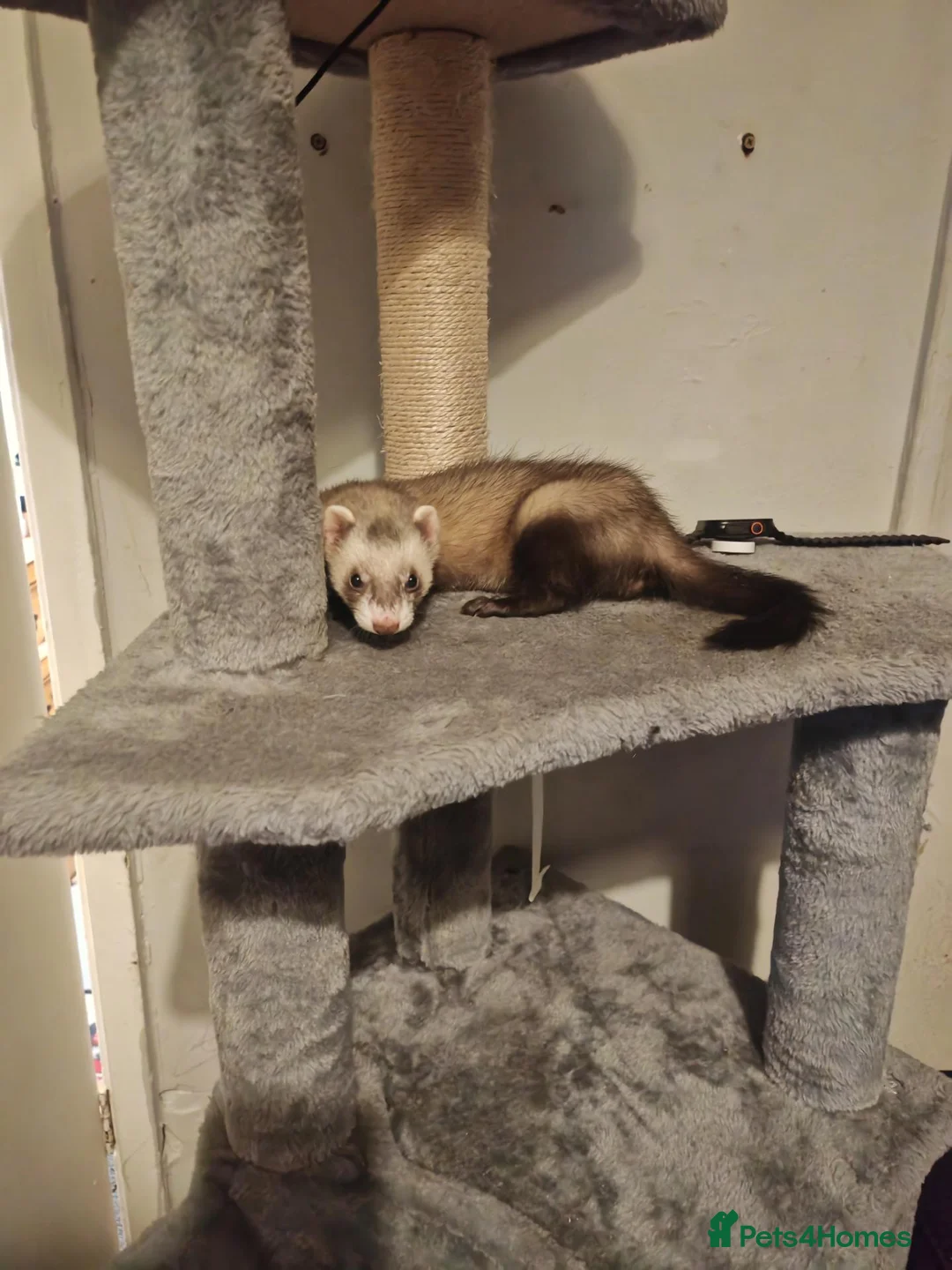 Ferret rodents for sale: Ferret  in Coventry - Advert 2