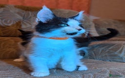 Maine Coon cats for sale: 🐾 Giant GCCF Maine Coon Kitties Champion Lines - Image 4