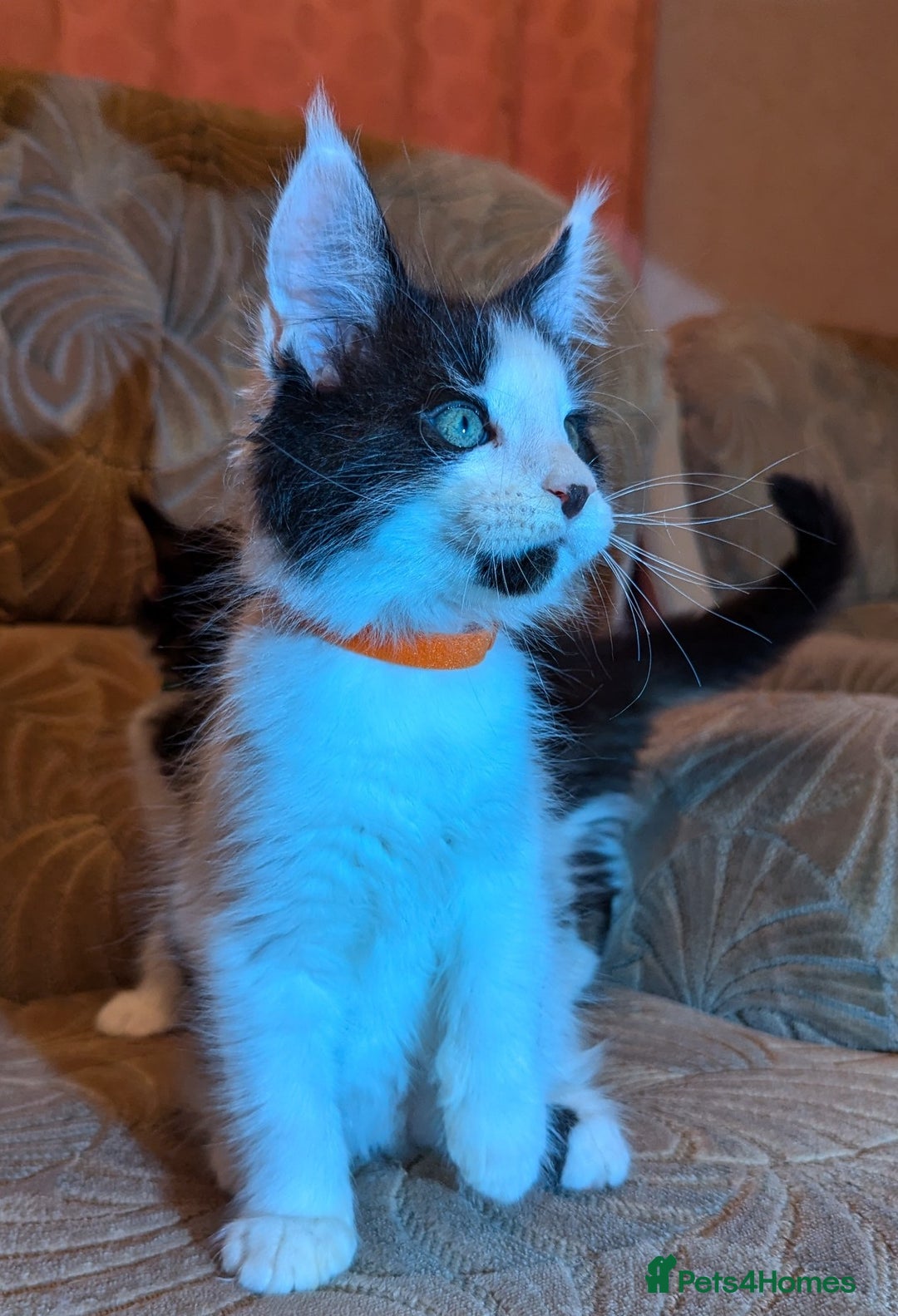 Maine Coon cats for sale: 🐾 Giant GCCF Maine Coon Kitties Champion Lines - Image 4