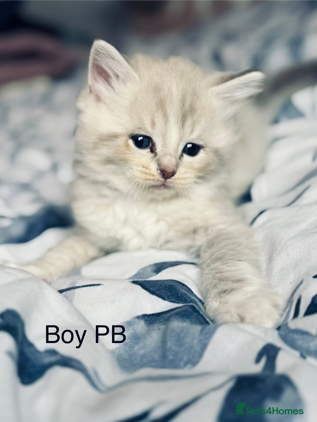 Ragdoll cats for sale: Classic & Mink Ragdoll Kittens - Advert 8