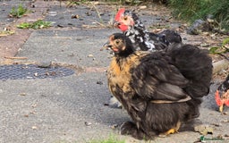Chickens poultry for sale: Mottled Black/gold hen and black/white cockerel    - Image 4