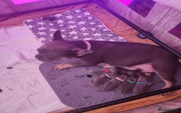 French Bulldog dogs for sale: Fluffy French bulldog puppies- strong bloodline. - Advert 10