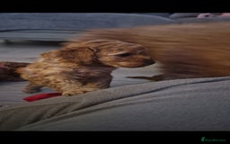 Cockapoo dogs for sale: Adorable red f1b toy cockapoos  - Advert 15