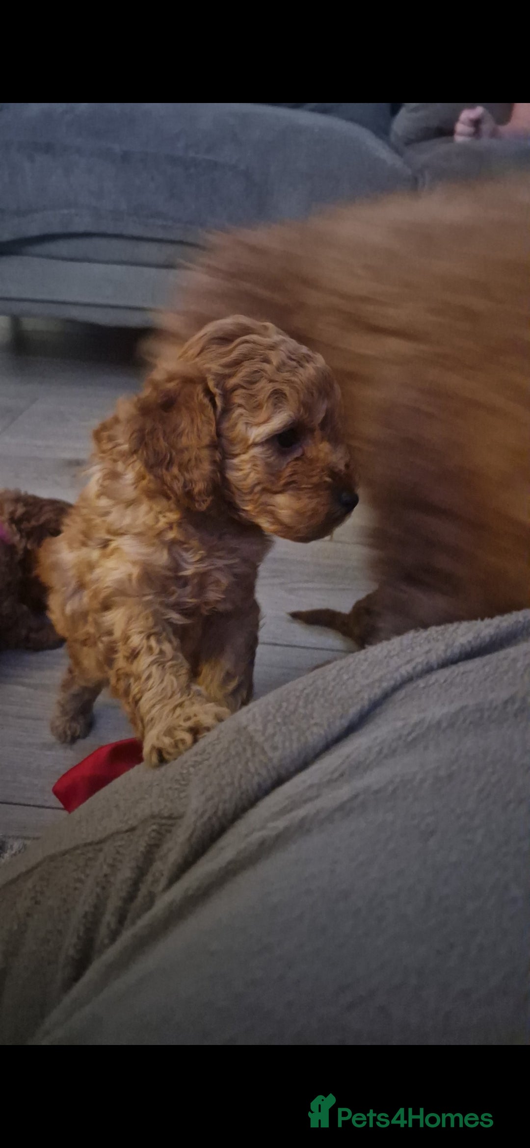 Cockapoo dogs for sale: Adorable red f1b toy cockapoos  - Advert 15