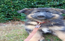 German Shepherd dogs for sale: KC German shepherd girl  - Image 1