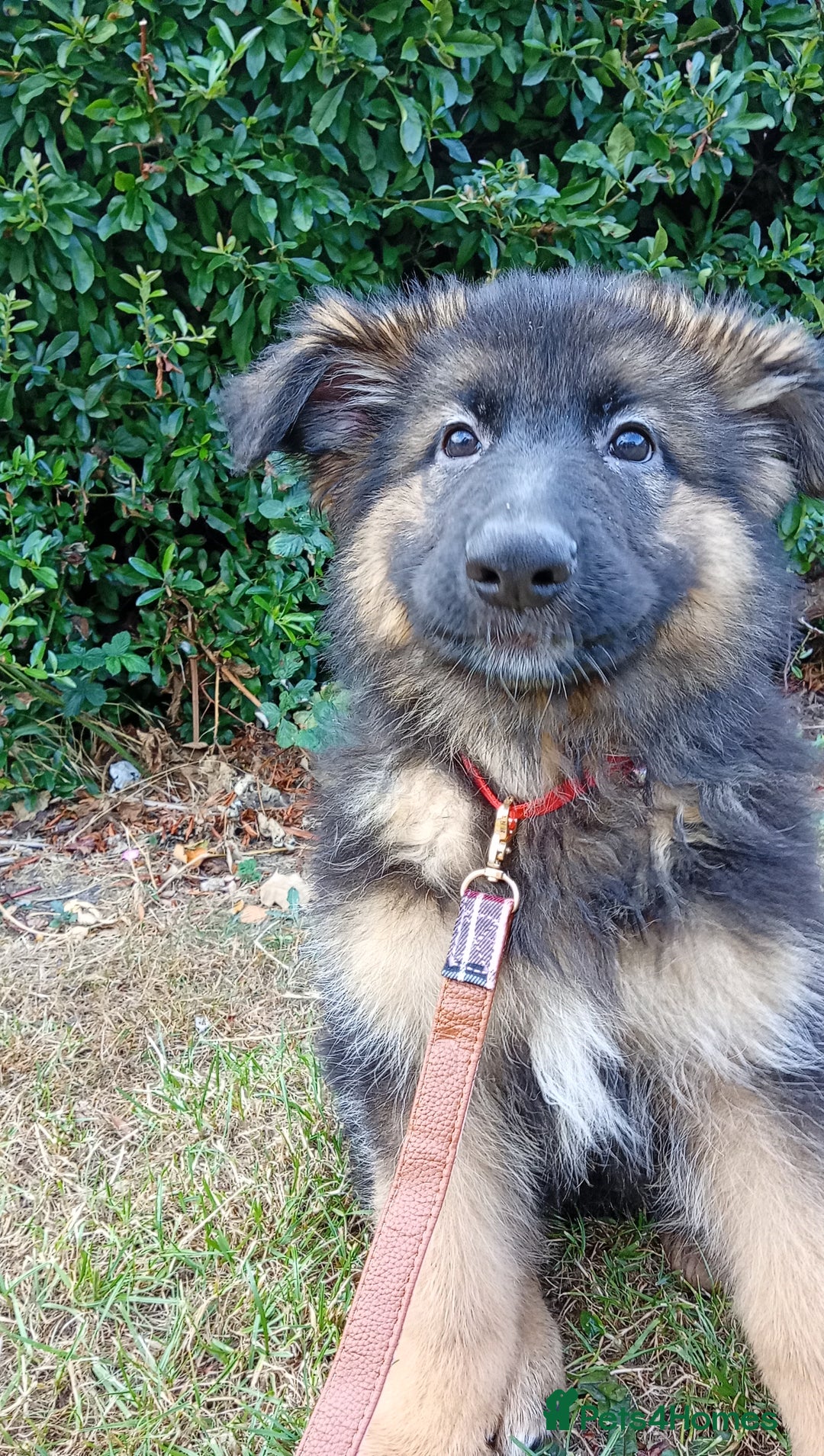 German Shepherd dogs for sale: KC German shepherd girl  - Image 1