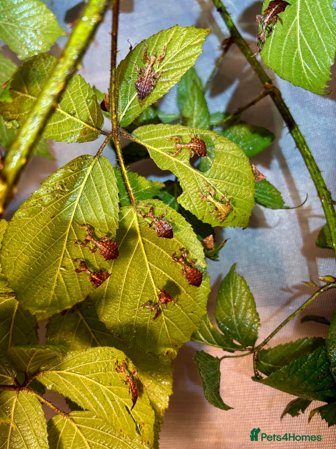 Stick Insects invertebrates for sale: Pulchriphyllium Giganteum leaf / stick insects - Advert 4