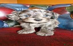 Cavapoo dogs for sale: Gorgeous f1b Cavapoo puppys.Health tested parents  - Image 24