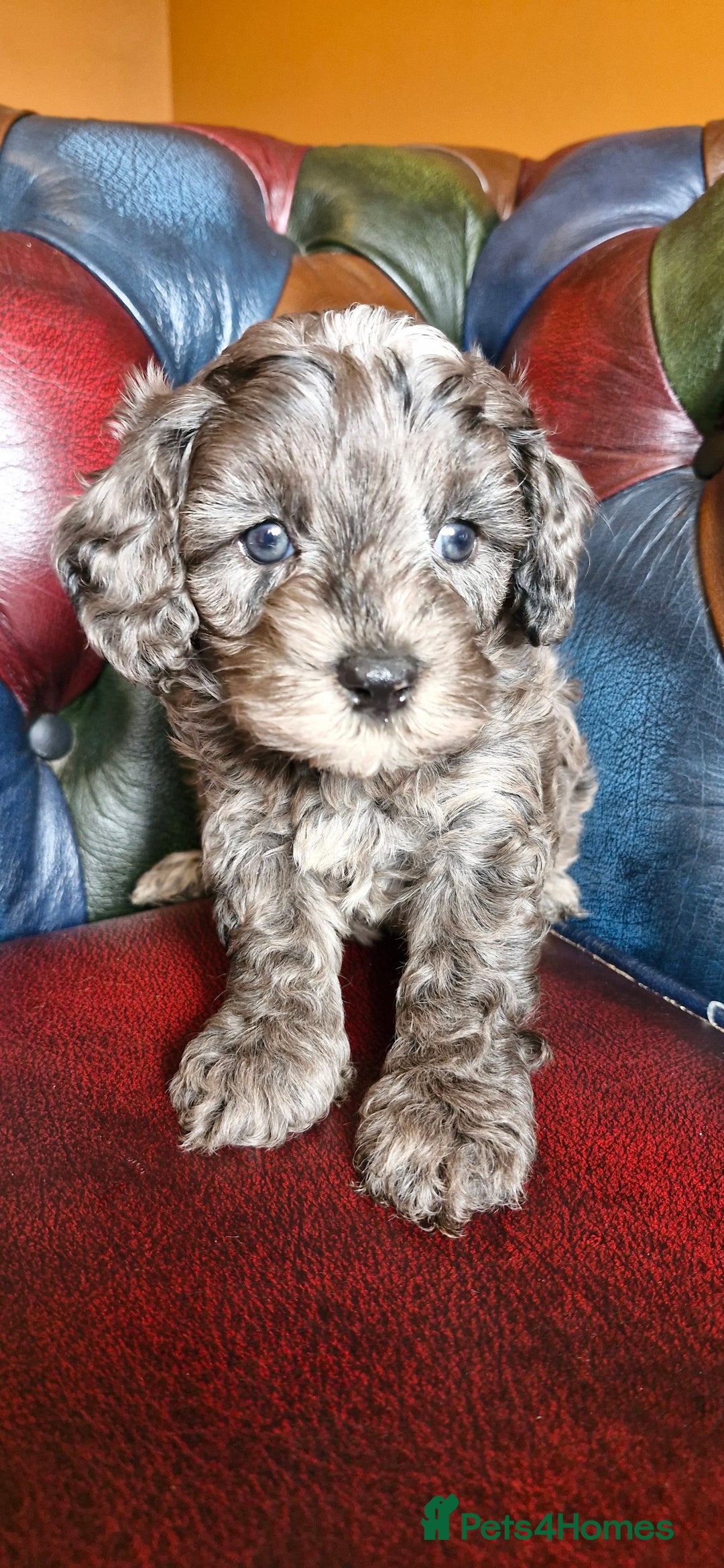Cavapoo dogs for sale: Gorgeous f1b Cavapoo puppys.Health tested parents  - Image 24