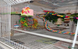 Parakeets birds for sale: Lineolated parakeets 1 male 1 female - Image 6