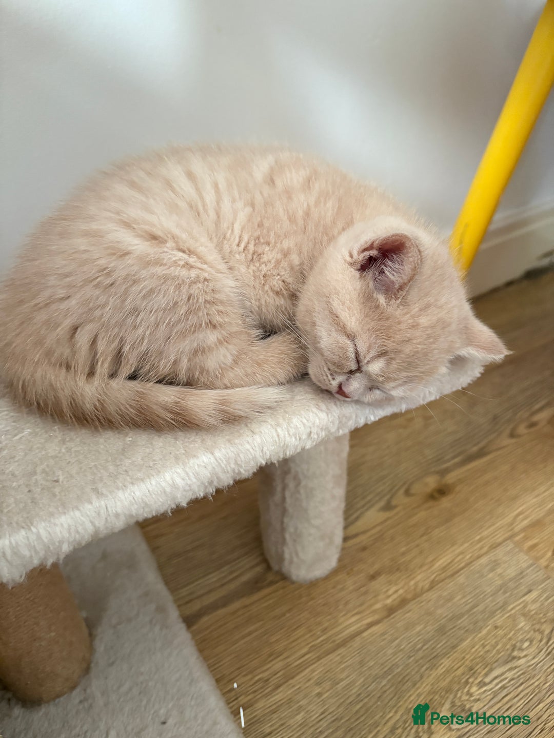 British Shorthair cats for sale: British Shorthair kittens – home raised  - Advert 2