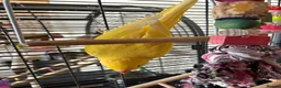 Ringnecks birds for sale: 2 Indian Ringneck's with 2 Large Cages - Advert 4