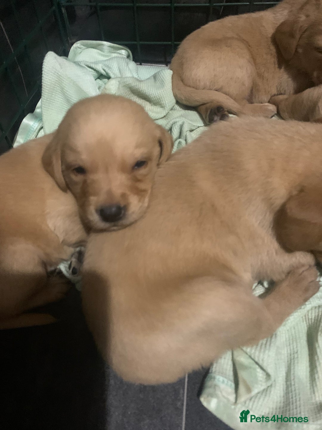 Labrador Retriever dogs for sale: Stunning litter of KC FOX RED PUPPYS  - Advert 15