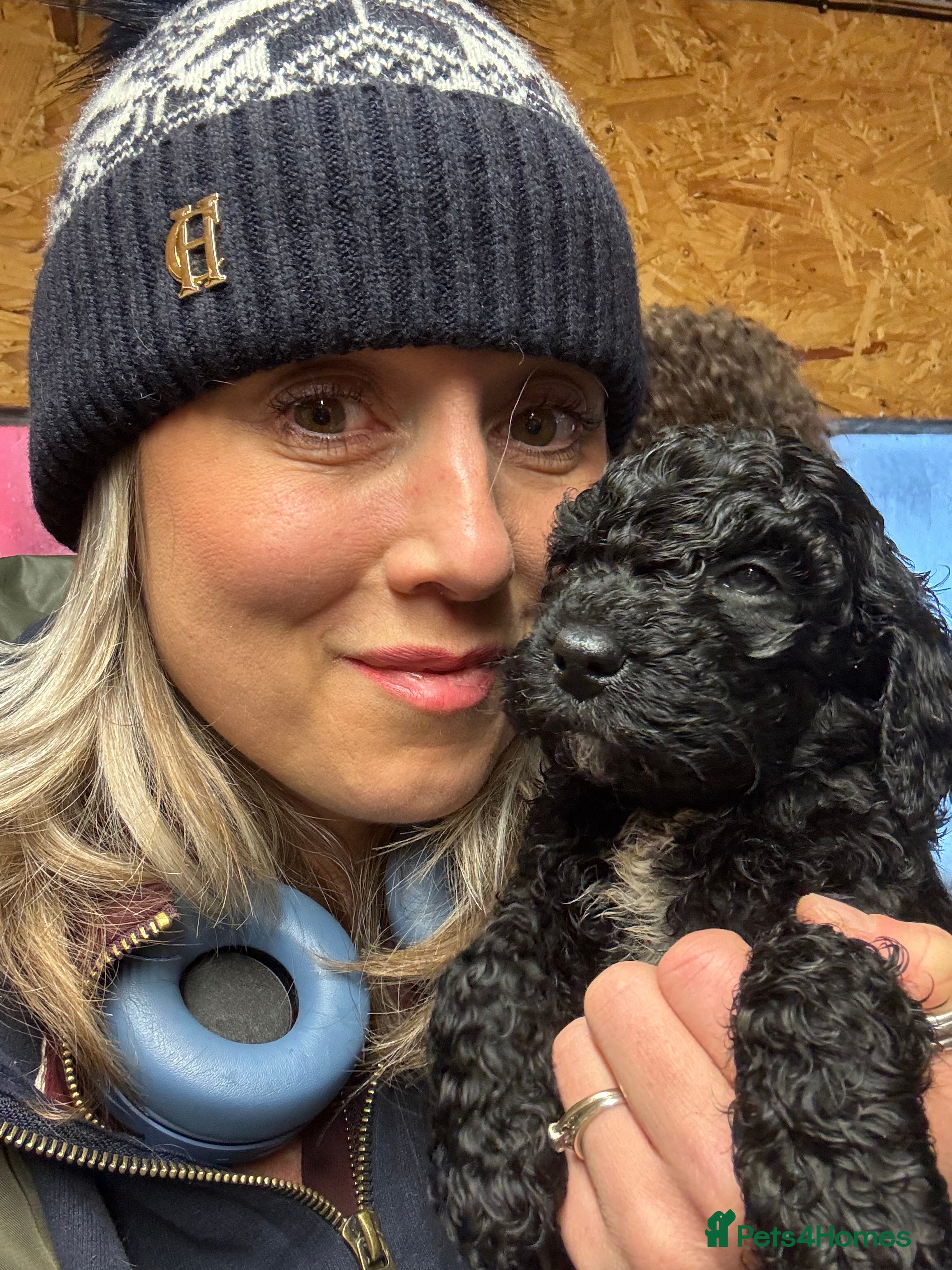 Cockapoo dogs Show Cockapoo F1b black boy left 5* breeder - Advert 18