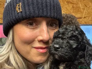 Cockapoo dogs Show Cockapoo F1b black boy left 5* breeder - Advert 3