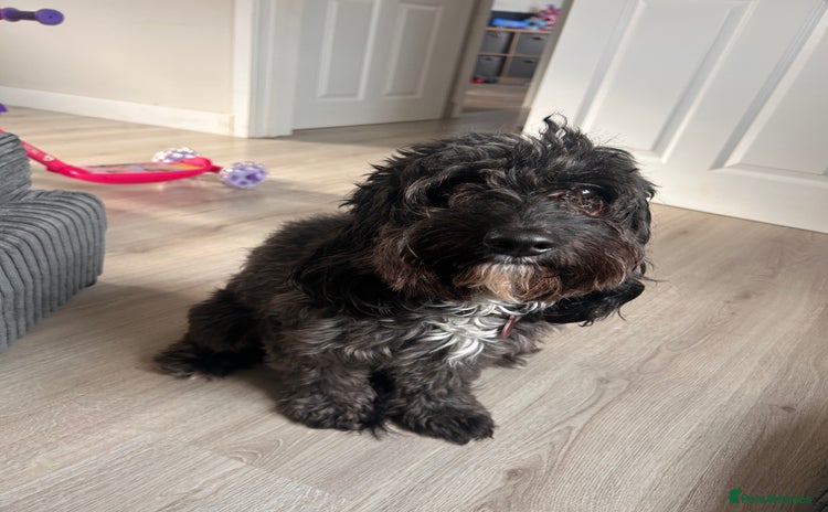 Mixed Breed dogs - Advert 7