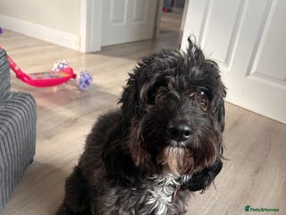 Mixed Breed dogs Cocker mix - Advert 19