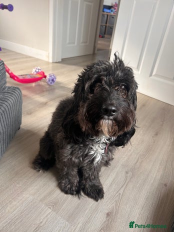 Mixed Breed dogs - Advert 7