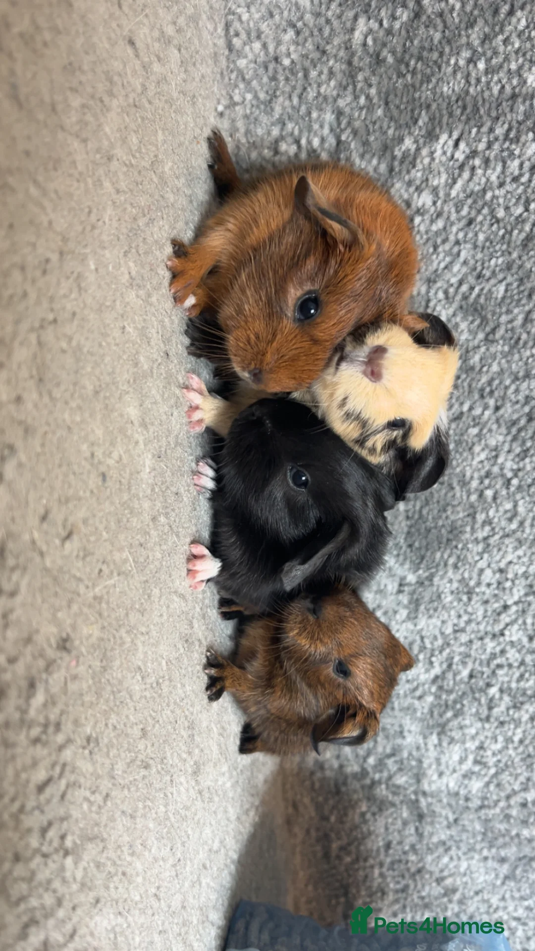 Guinea Pig rodents for sale: BABY GUINEA PIGS  - Advert 12