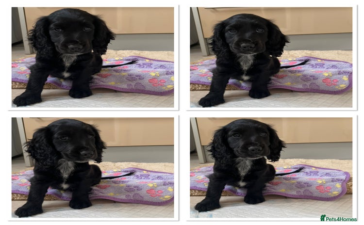 Cocker Spaniel dogs - Advert 1