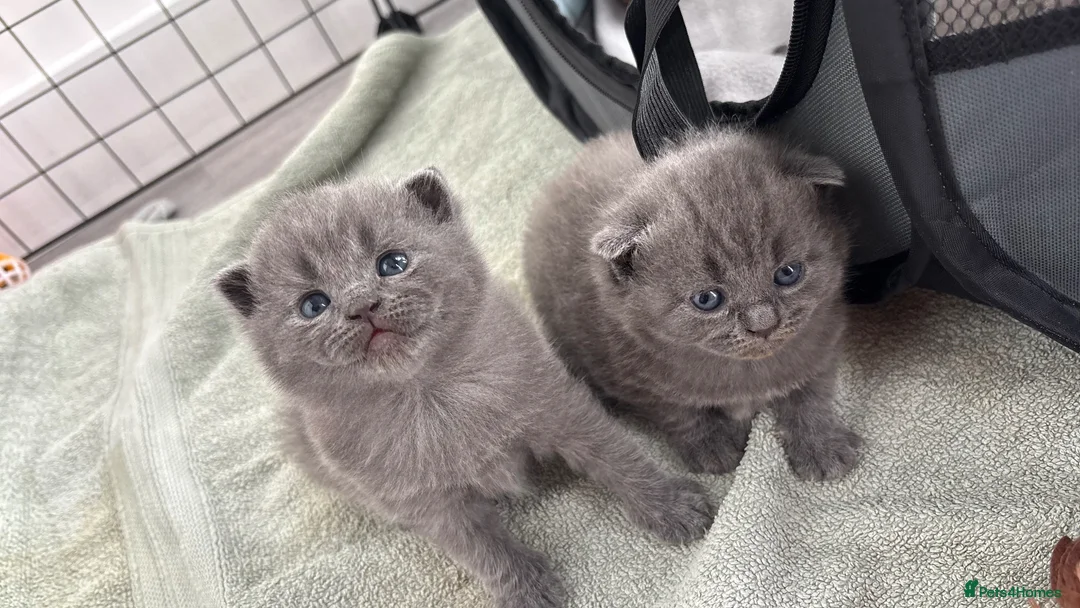 British Shorthair cats for sale: Female Grey British Short Hair Kitten  in Rainham - Advert 2