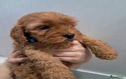 Cockapoo dogs for sale: 5* minature cockapoos - Image 12
