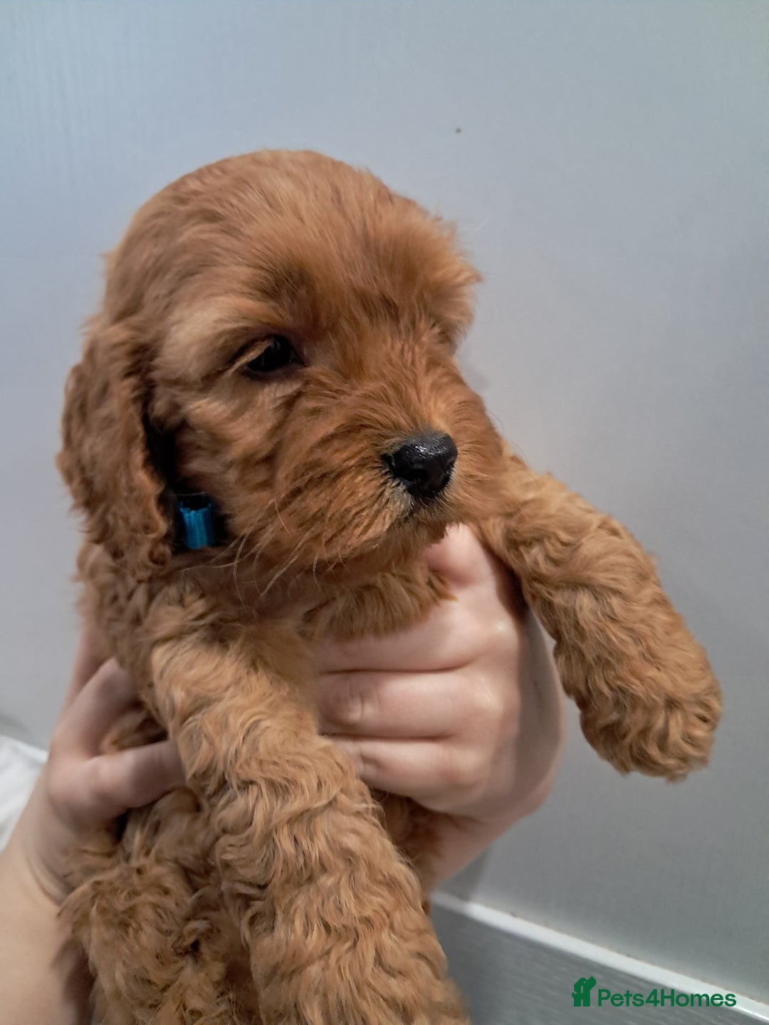 Cockapoo dogs for sale: 5* minature cockapoos - Image 12