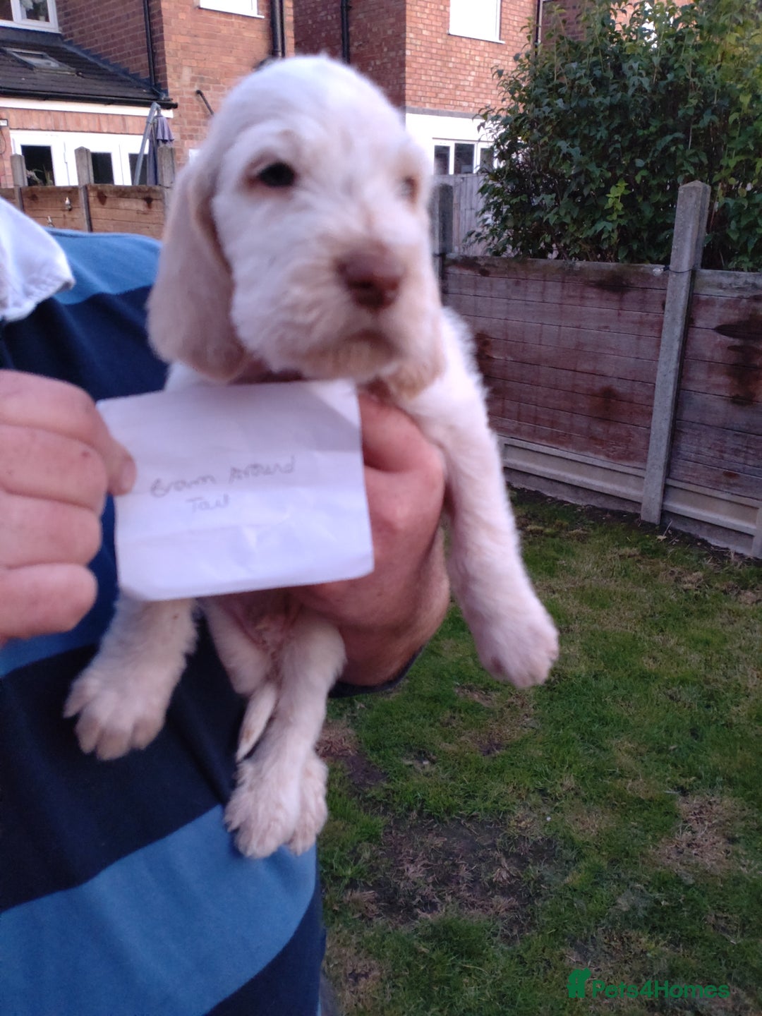 Italian Spinone dogs for sale: Gorgeous Italian Spinones - Image 27