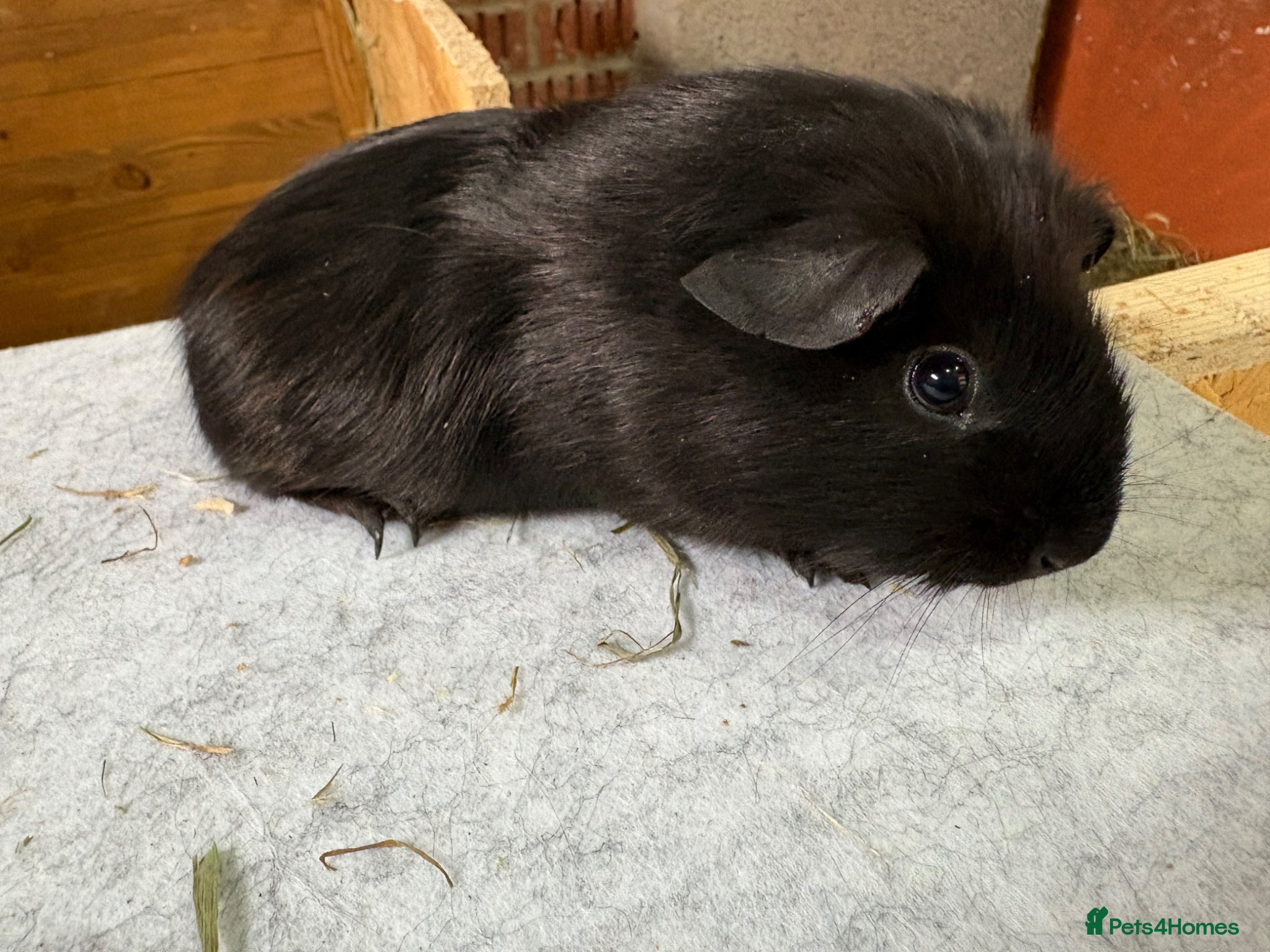 Guinea Pig rodents Guinea pigs available  - Advert 18