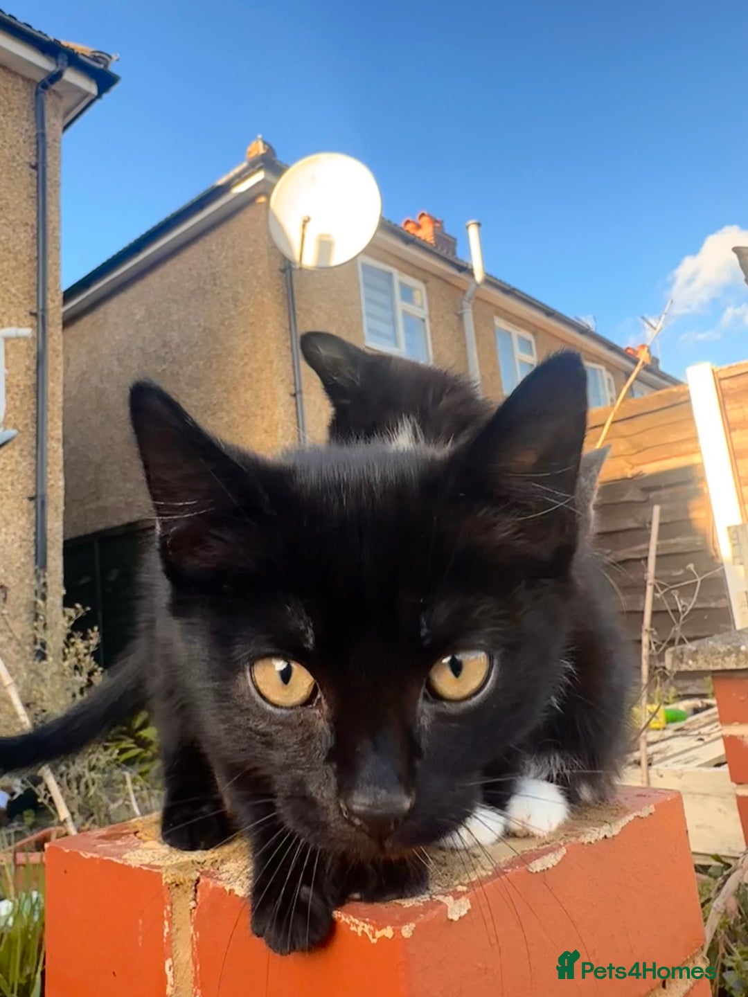 Mixed Breed cats for sale: Hybrid-Breed Kittens Available – Raised With Love - Advert 7