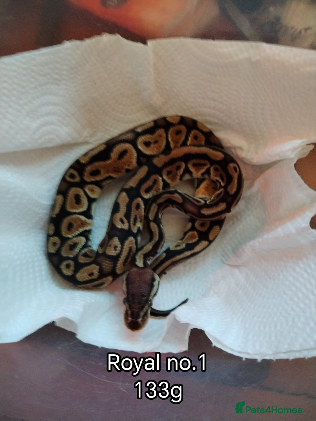 Python Snake reptiles for sale: Royal python juveniles  - Image 7