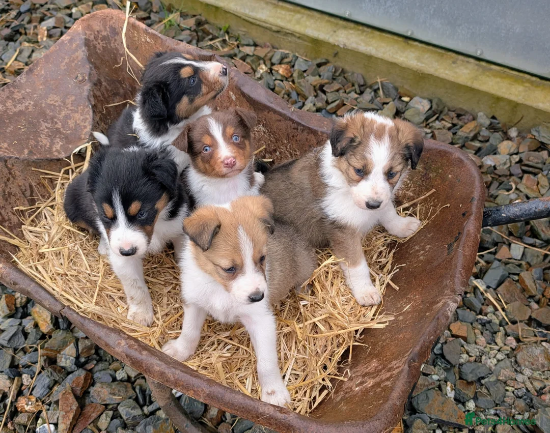 Border Collie dogs for sale: Border Collie Puppies  - Advert 4
