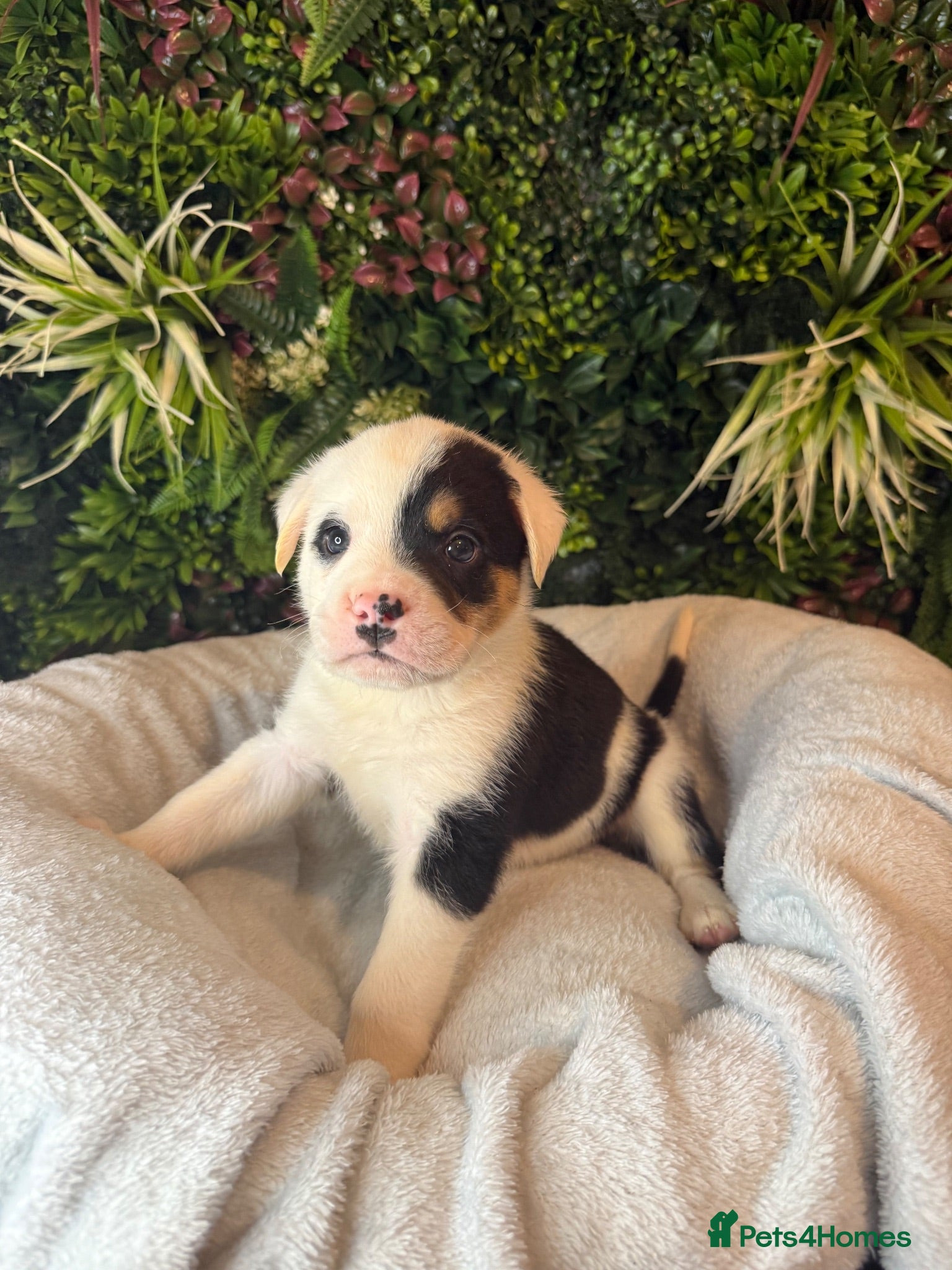 Mixed Breed dogs Old tyme American bullys - Advert 15