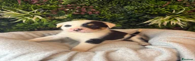 Mixed Breed 1