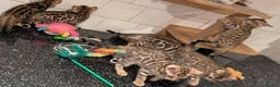 Bengal cats for sale: 🔥✨Pedigree TICA-Registered Bengals - Advert 16