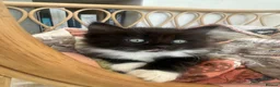 Ragdoll cats for sale: Beautiful Ragdoll Cross Kittens  - Advert 10