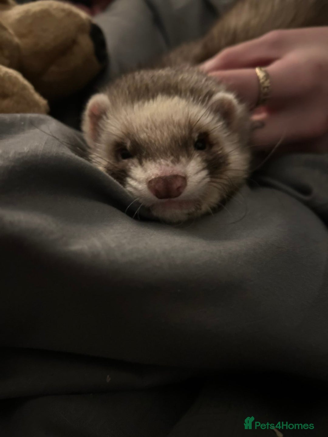 Ferret rodents for sale: bonded ferrets   - Advert 5